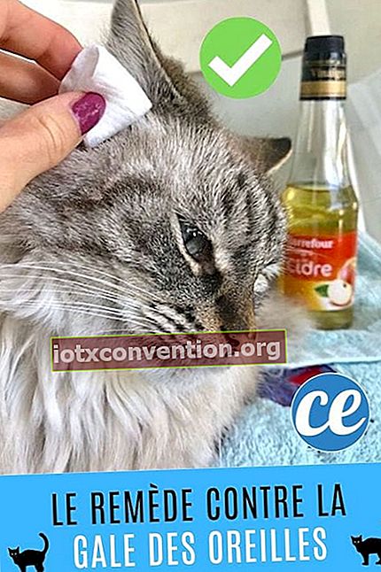 猫の耳ダニを治療するための簡単で効果的な治療法