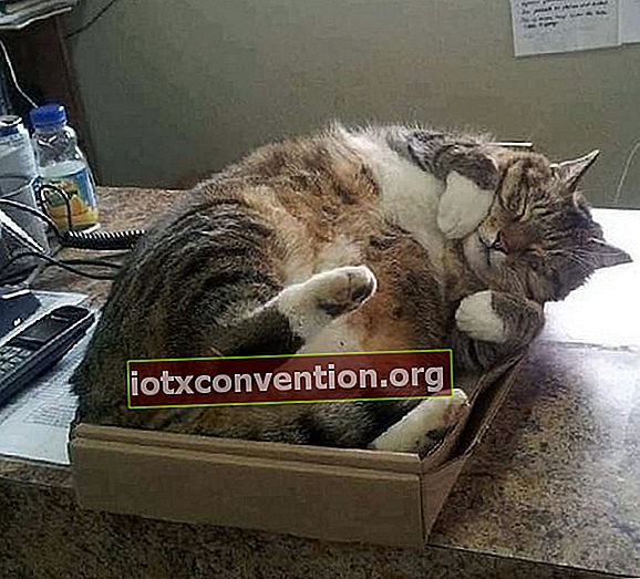 gatto che dorme nel cartone