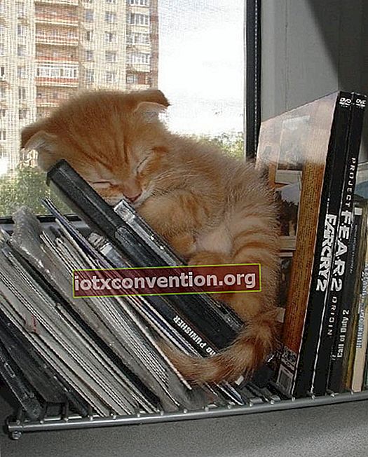 kucing berambut merah tidur di cd