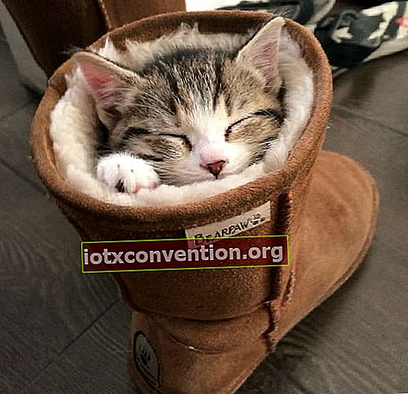 子猫-足首のブーツで寝る