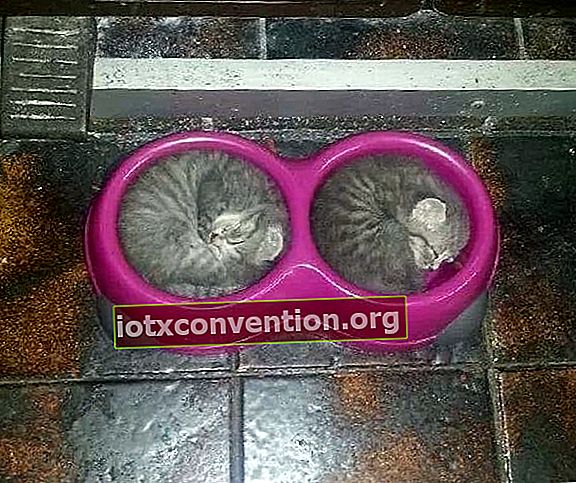 Kätzchen schlafen in runden Schalen