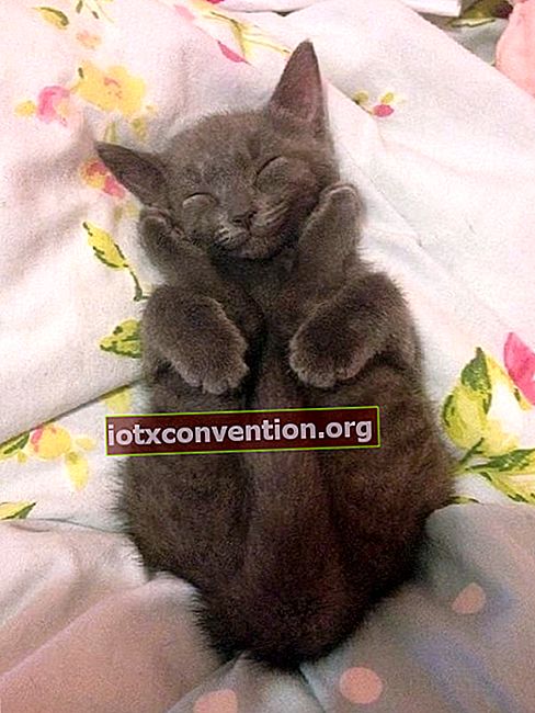 gattino grigio addormentato