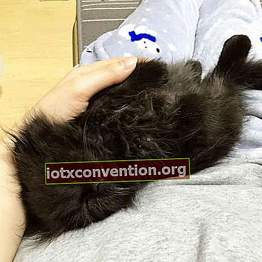 gatto nero a pelo lungo che dorme contro il suo padrone