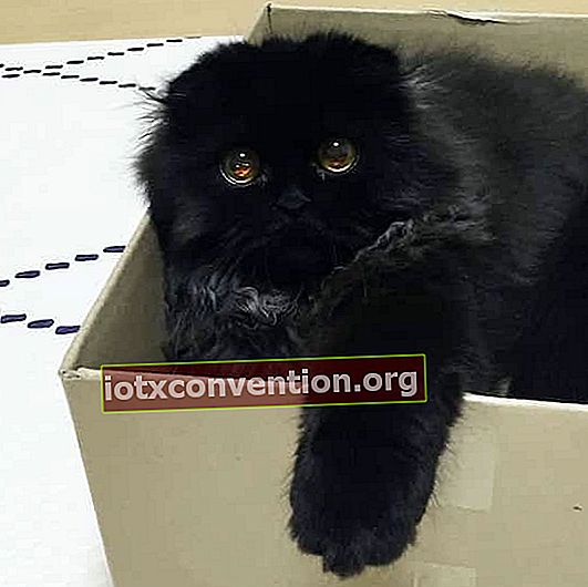 골 판지 상자에 검은 고양이