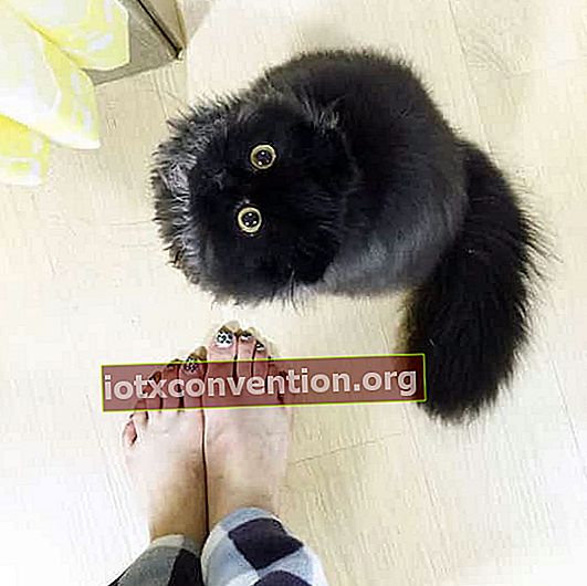 große schwarze Katze mit großen Augen