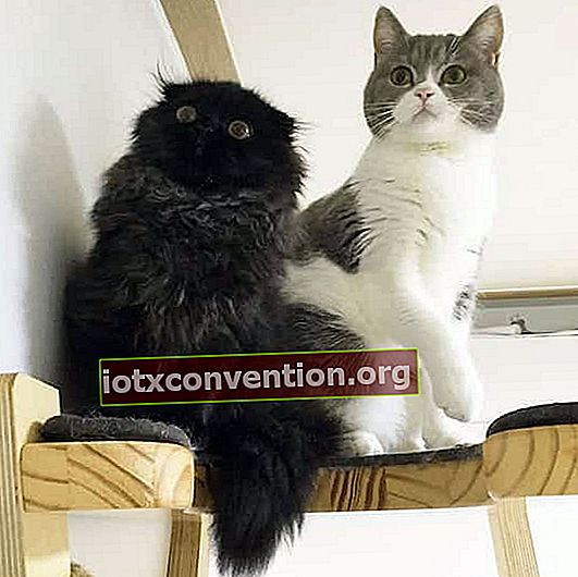 검은 색과 회색의 친절한 고양이 2 마리