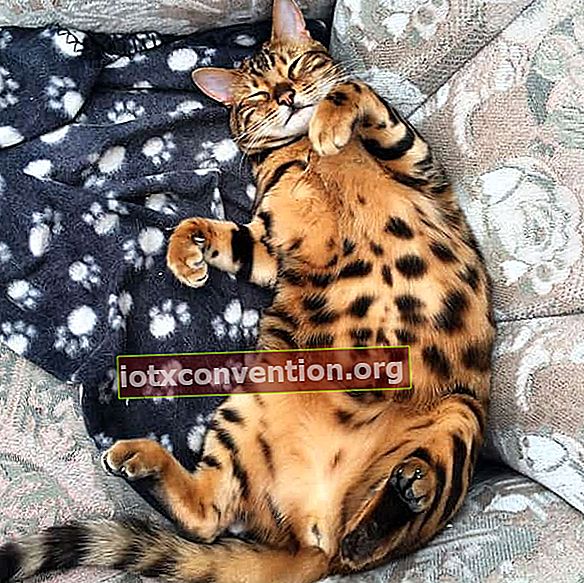 kucing bengal berbaring perut bernoda