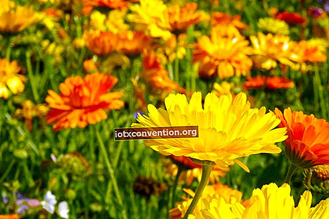 19 Insektsväxter som naturligt skyddar ditt hem och din trädgård.