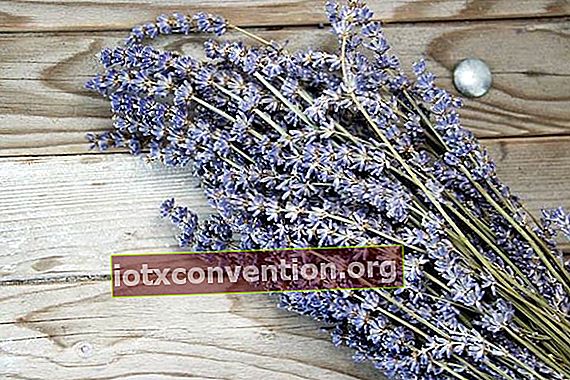 Beberapa tangkai lavender di papan.