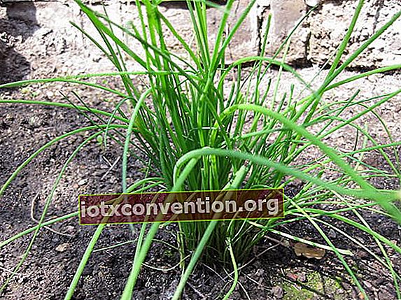 L'erba cipollina è un efficace repellente per insetti