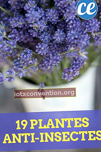 19 tanaman untuk melindungi kebun dan kediaman anda.