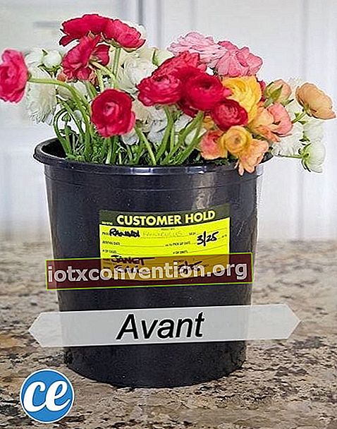 Sebuah ember dengan beberapa bunga di dalamnya