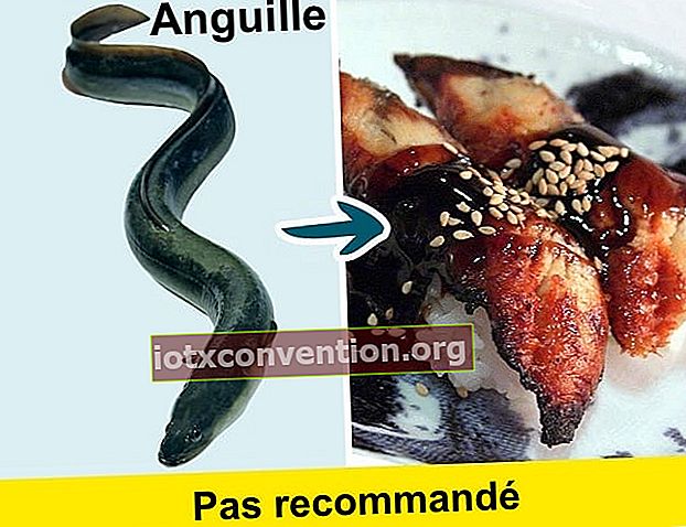 Vermeiden Sie es, Aal zu essen, da es sich um einen Fisch handelt, der Industrieabfälle im Wasser aufnimmt