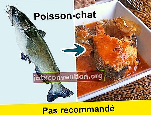 Evita di mangiare pesce gatto perché contiene molti prodotti tossici