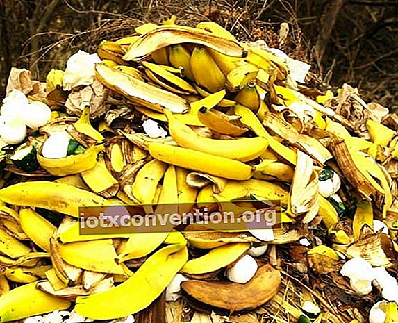 Bananenschalen in den Kompost geben