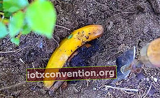 바나나 껍질로 진딧물을 막다