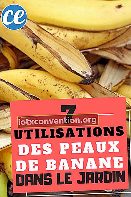 7 Anwendungen von Bananenschalen im Garten, die Sie kennen sollten
