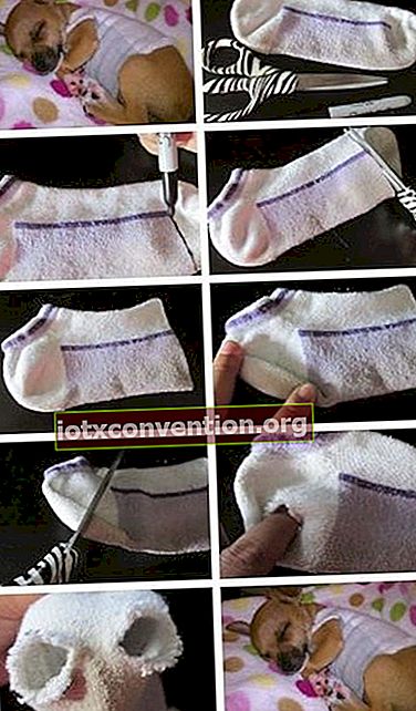 cara membuat mantel chihuahua dari kaus kaki