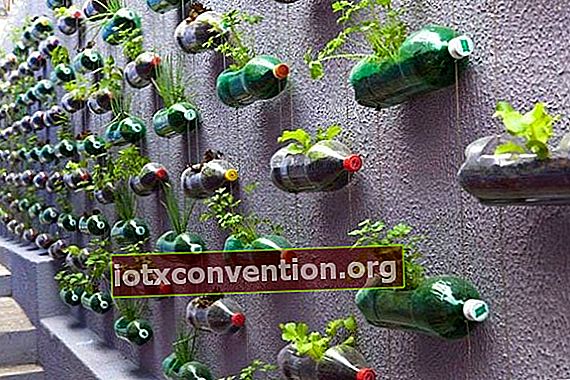Recyceln Sie Plastikflasche im vertikalen Garten
