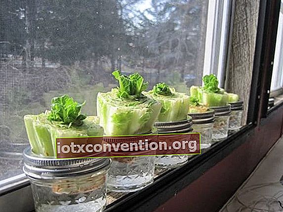 Salatstängel wachsen in Gläsern