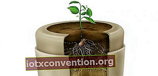 un seme è piantato in ogni urna