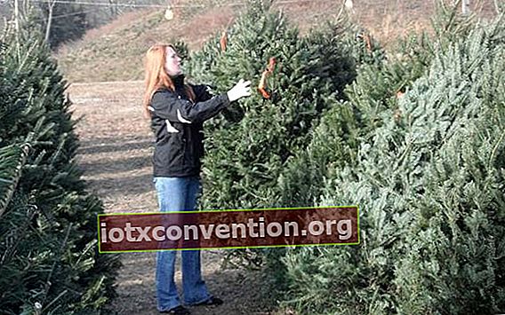 en kvinna väljer ett träd till jul