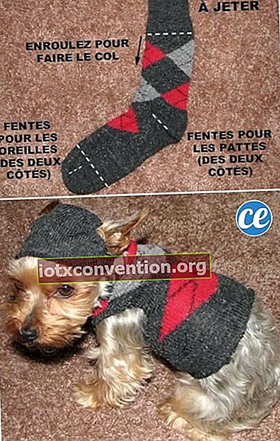 Eine recycelte Socke, um einen Pullover für einen kleinen Hund herzustellen