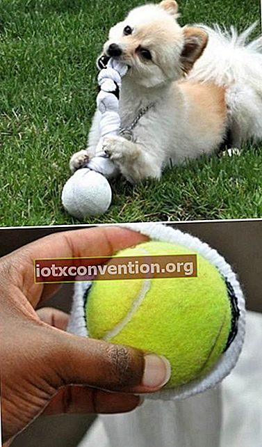 Mainan anjing buatan sendiri dengan kaus kaki bekas bekas