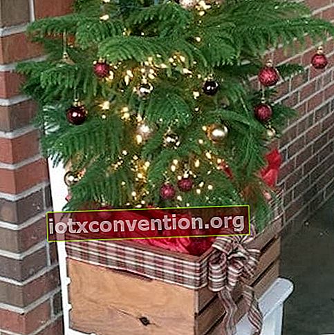 Pokok Krismas di peti kayu