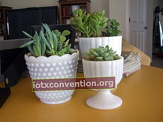 tanam kaktus dalam pot putih modern