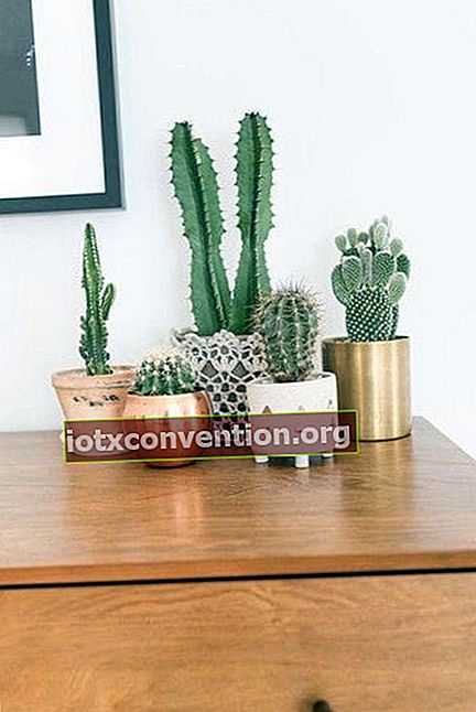 Kaktus in kleinen goldenen Töpfen