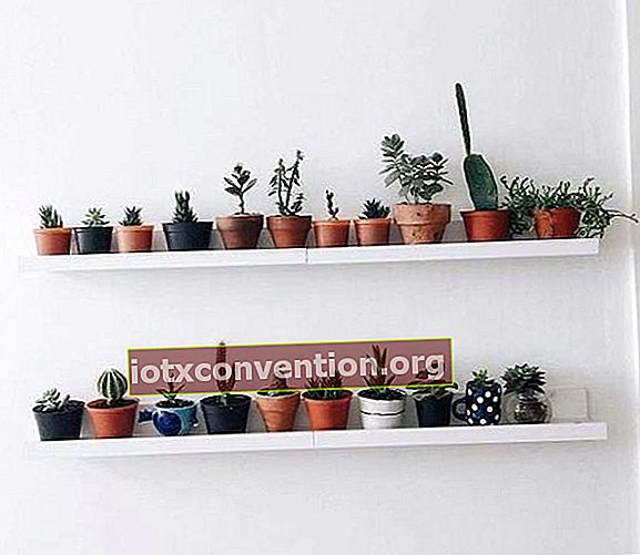 decorazione di cactus su uno scaffale
