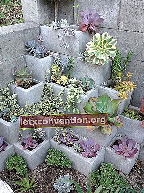 콘크리트 블록의 2 층 정원에있는 다육 식물