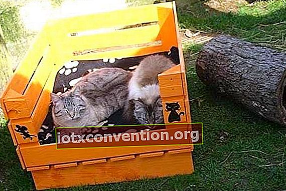 木製パレットで作られた犬小屋に横たわっている2匹の猫