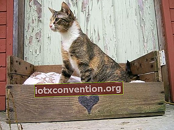 cestino per gatti in legno con un gatto