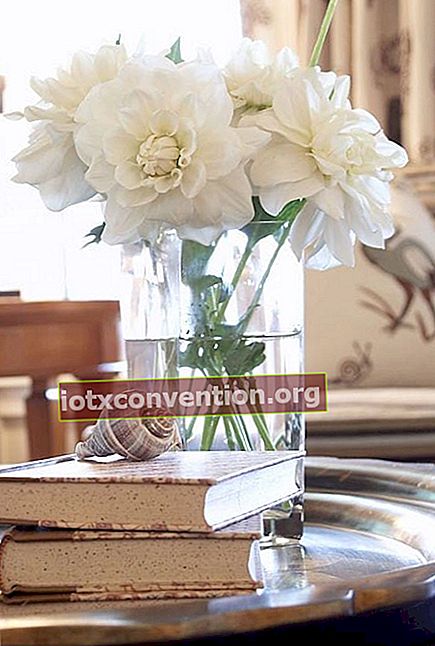 Flera vita blommor i en vas på ett matbord