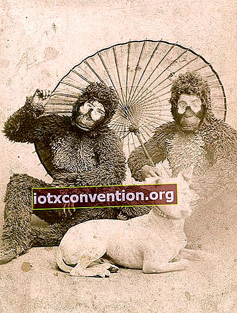猿に扮した2人の白人男性が、前に白い犬、後ろに傘を持っています。
