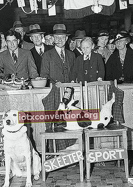 Mehrere Männer mit Hüten hinter einem Hund mit Pfoten in der Luft auf zwei Stühlen und einem weiteren weißen Hund daneben