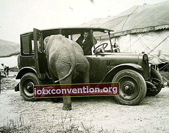 Elefant som går in i en gammal svart bil