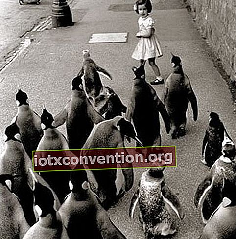 Liten flicka framme av flera pingviner på gatan
