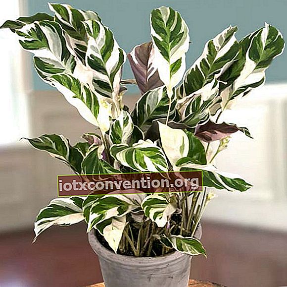 Indoor-Grünpflanze in einem weißen Topf