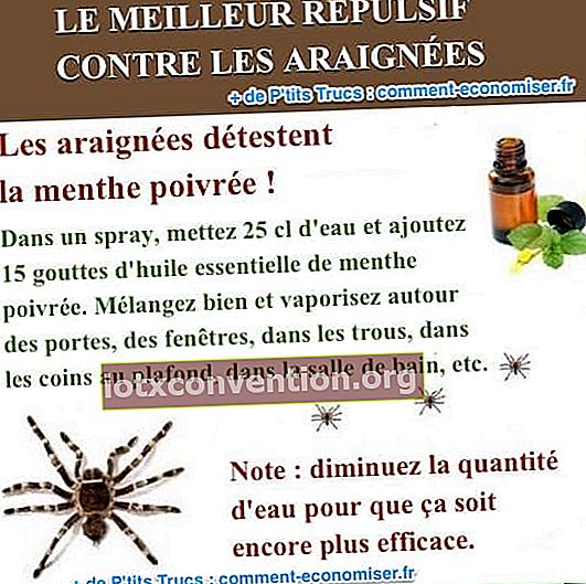 Usa l'olio essenziale di menta piperita contro i ragni
