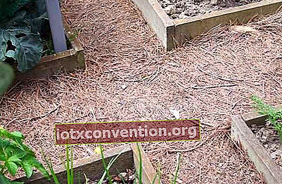 Um das Wachstum von Unkraut zu verhindern, säumen Sie Ihre Gehwege mit Pappstücken und einer dünnen Schicht Mulch.