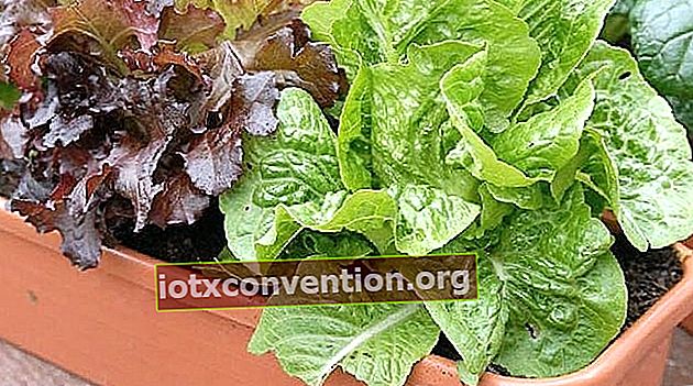 Salate in Töpfen anbauen