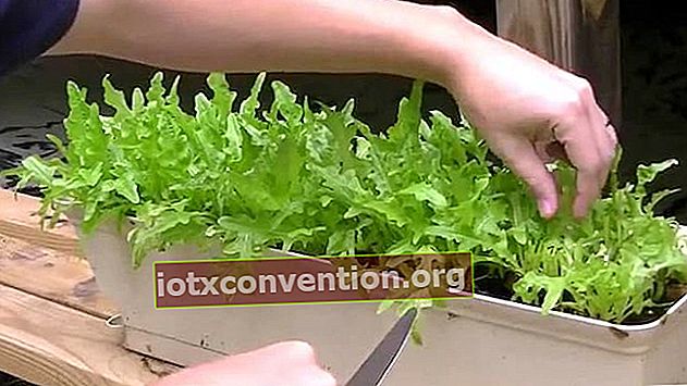 panen salad dalam toples