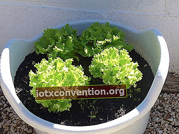 Salad dalam pot bunga dengan tanah yang bagus untuk tumbuh