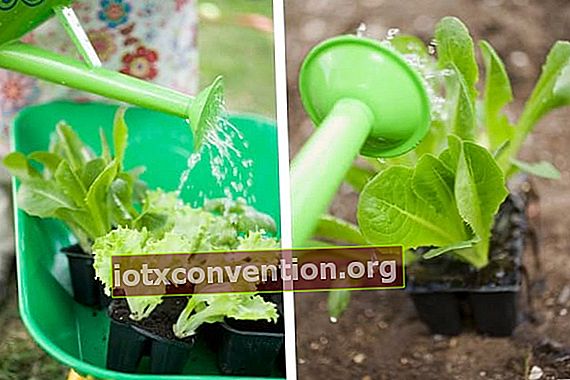 Salad dalam pot yang ditaburi air agar tumbuh