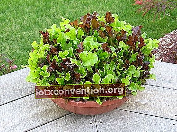 Schöner grüner und brauner Salat, der auf der Terrasse gewachsen ist