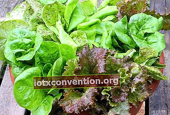 Salad cantik yang terlindung dari penyakit