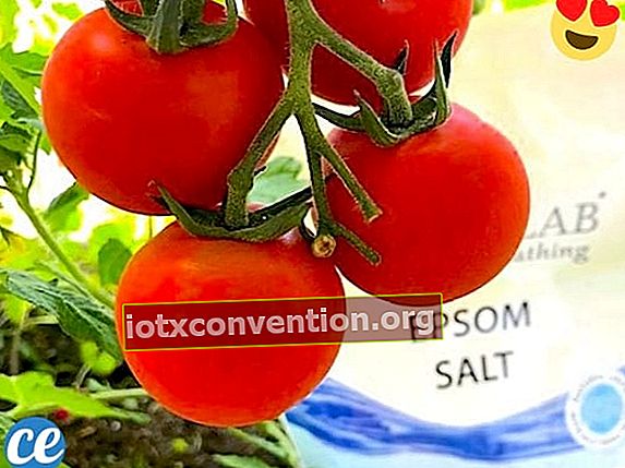 3 Verwendungen von Bittersalz, um große und schöne Tomaten anzubauen.